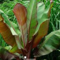 bananovnik-habessky-ensete-vetricosum