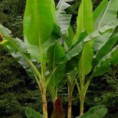 Bananovnik-cheesmanii-musa 3-ks