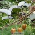 minikiwi-rostlina-actinidia-arguta-mrazuvzdorne-kiwii